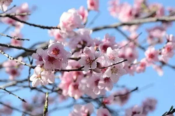 flower flowers nature