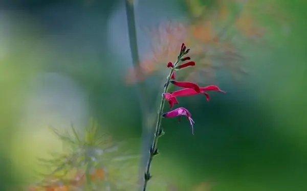 flower flowers plant