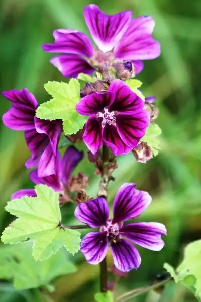 flower flowers purple flowers