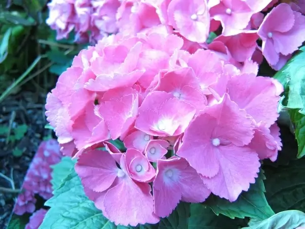 flower hydrangea inflorescence