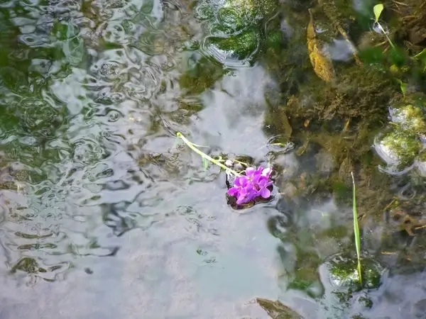 flower in country stream