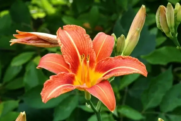flower orange blossom orange