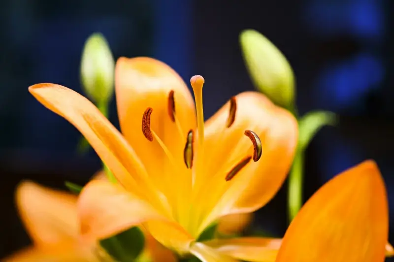 flower picture backdrop elegant lily closeup