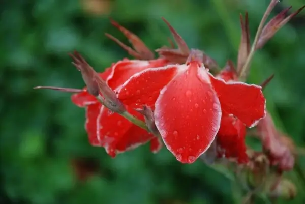 flower red grass