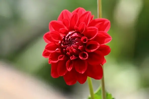 flower red red bloom