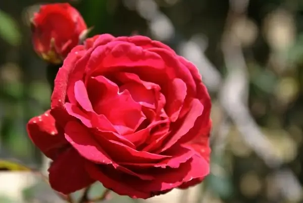 flower rosa red