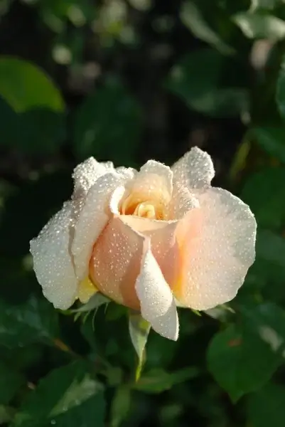 flower rose drops
