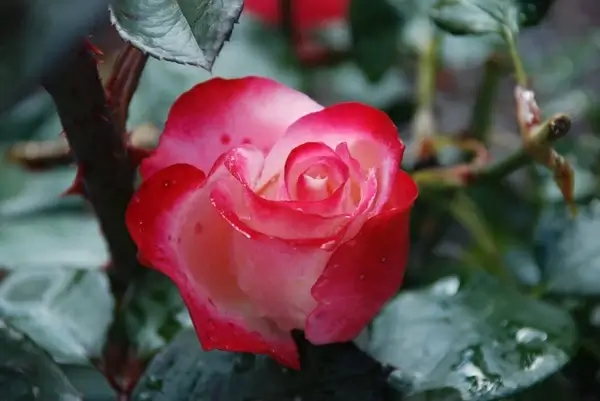 flower rose white
