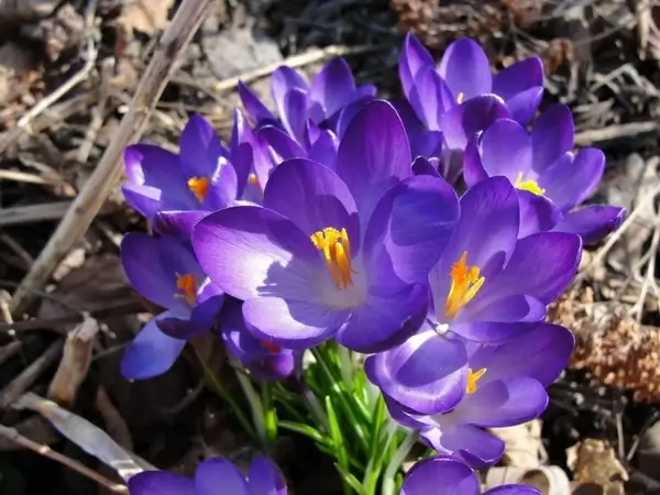 flower spring flowers purple