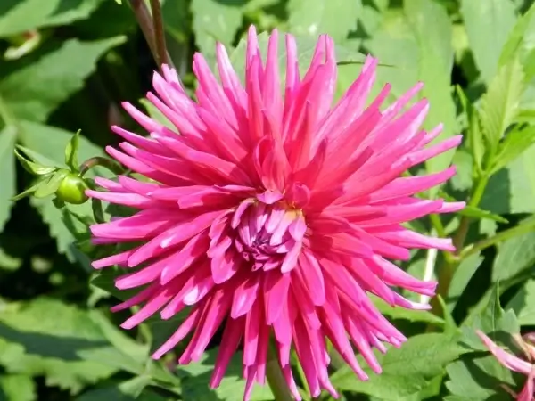 flower tranquility nature