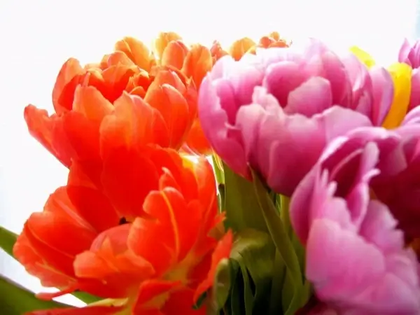 flower tulip yellow
