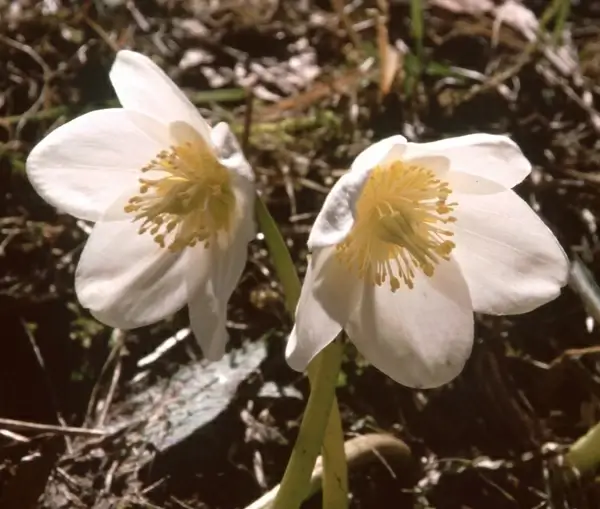 flower white anemone blanda