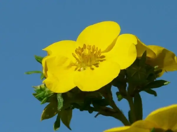 flower yellow close