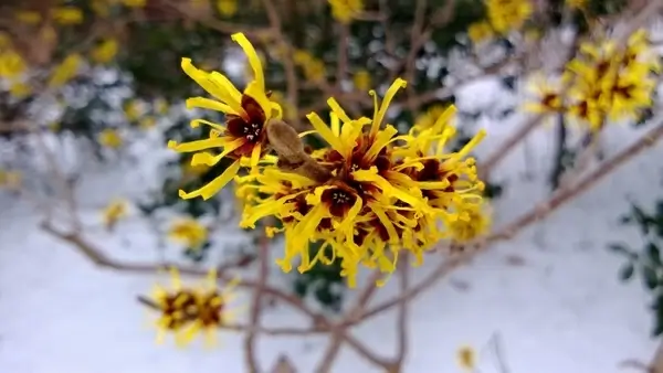 flower yellow flower