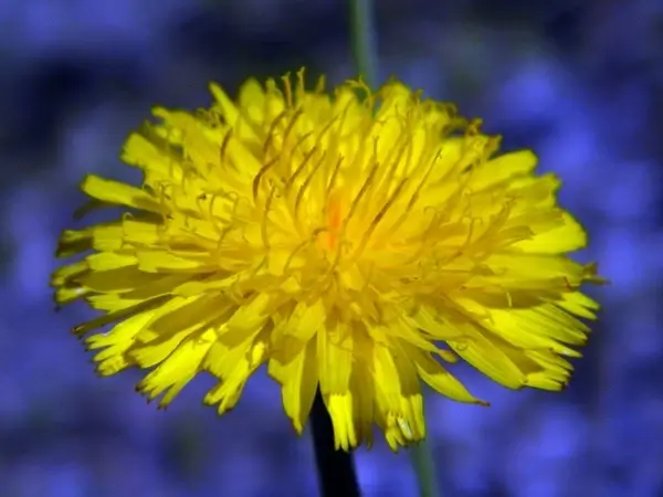 flower yellow flower flora