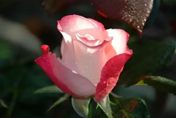 flower yellow rose 