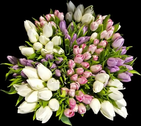 flowers bouquet tulips