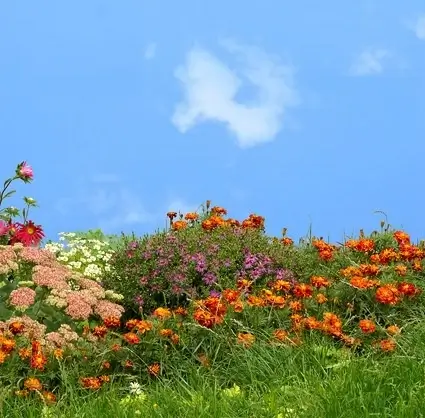 flowers grass sky picture