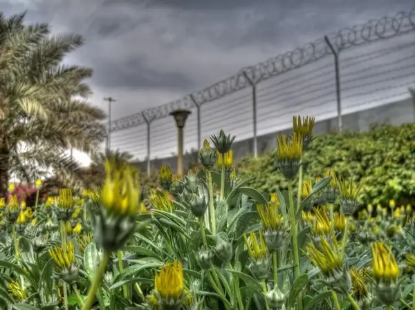flowers in prison
