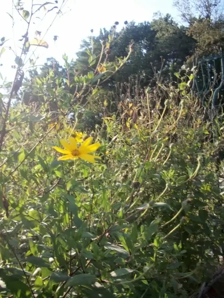 flowers in summer