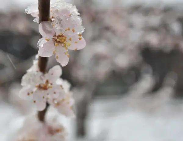 flowers in the snow