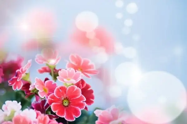 flowers photo 04 hd picture