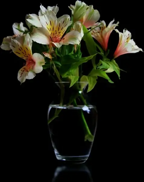 flowers summer flowers plant