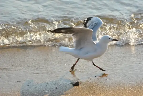 fly bird seegoes