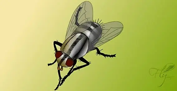 Fly bug vector