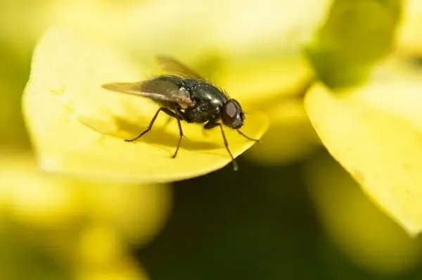 fly on a yellow leaf
