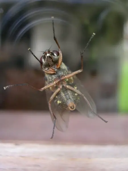 fly on the window