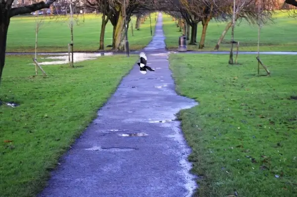 flying magpie