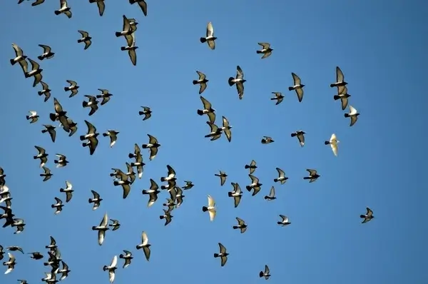 flying pigeons
