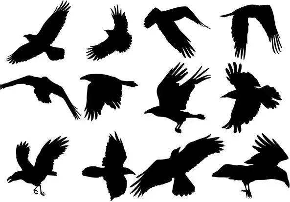 flying ravens vectors