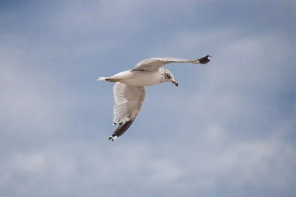 flying seagull