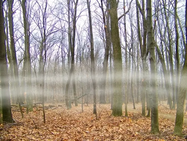 fog in the trees