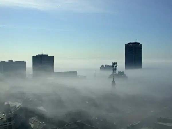 foggy buffalo