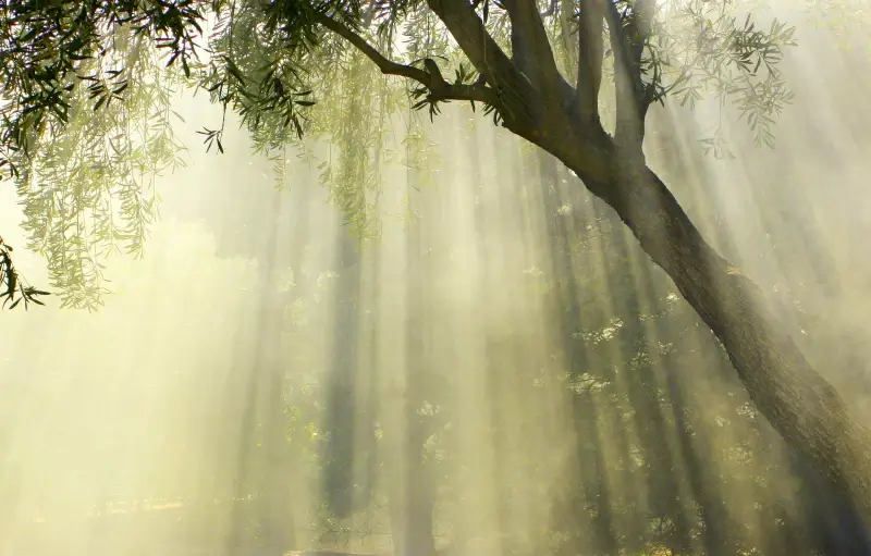 foggy forest picture trees sunrays scene