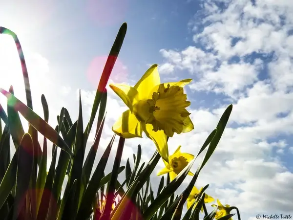 forecasting spring