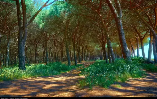 forest