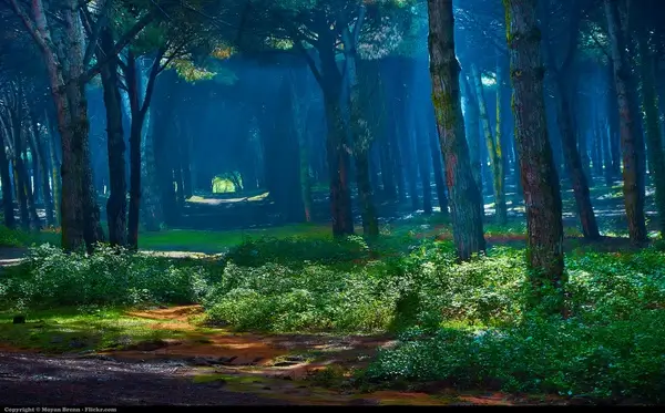 forest