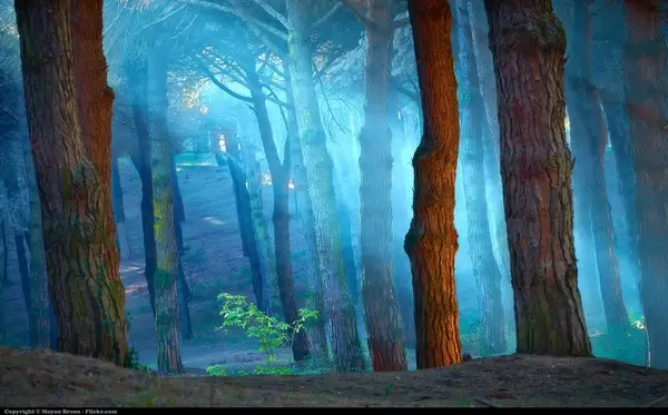 forest