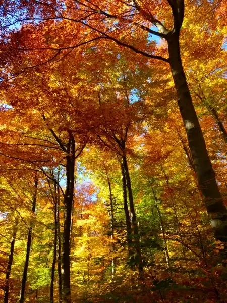 forest autumn forest colorful 