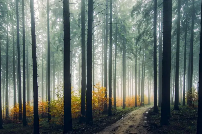 forest landscape picture calm contrast