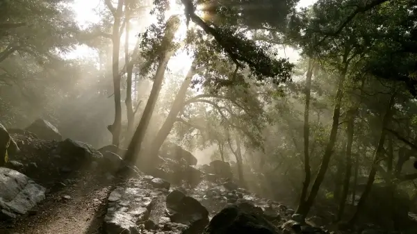 bright sun rays in forest 