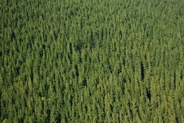 forest pattern