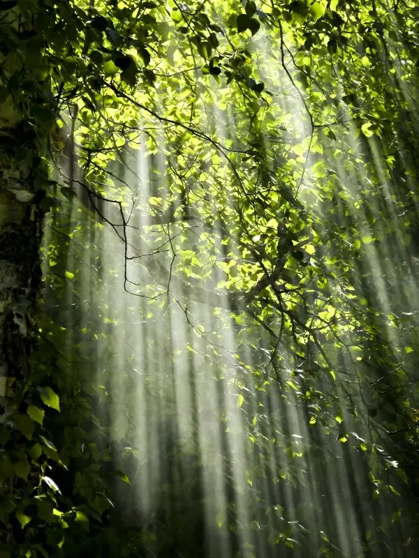 forest scene picture trees sunlight contrast