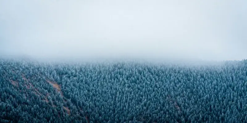 forest scenery picture foggy high view 