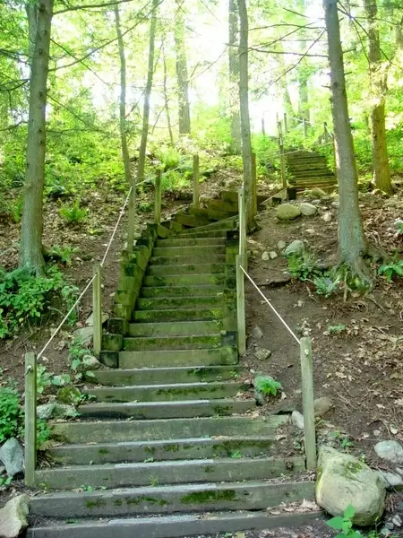 forest stairs