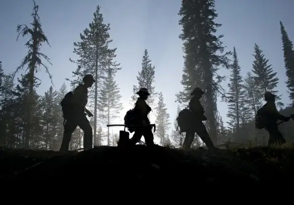 forest trees firefighters